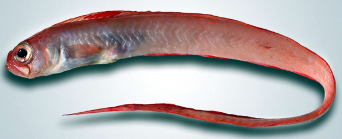 Cepola macrophthalma_06